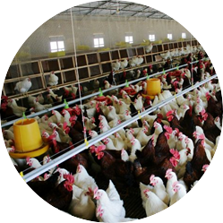 雞舍環(huán)境控制管理指導